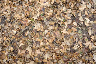 Texture of /terrain/leaf-terrain/leaf-terrain_0021_05