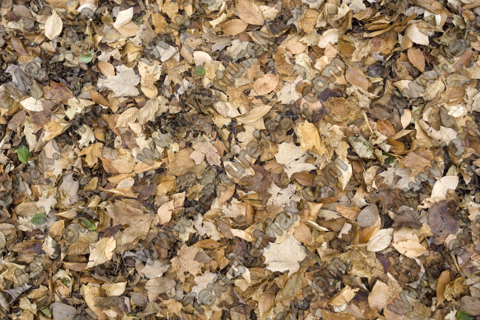 Texture of /terrain/leaf-terrain/leaf-terrain_0021_06