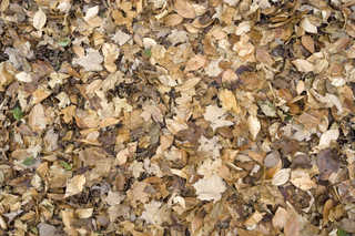 Texture of /terrain/leaf-terrain/leaf-terrain_0021_06