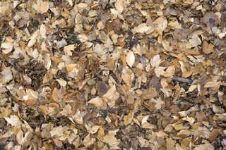 Texture of /terrain/leaf-terrain/leaf-terrain_0021_07