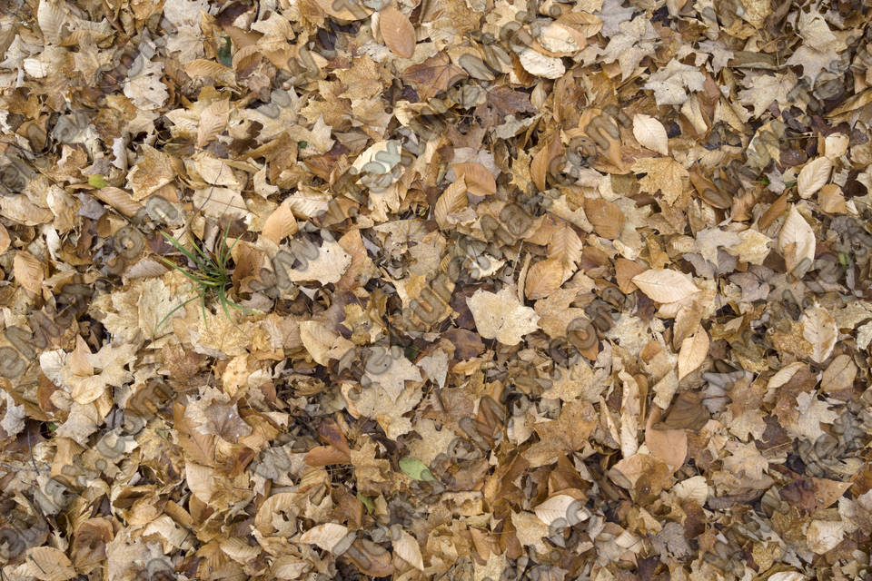 Texture of /terrain/leaf-terrain/leaf-terrain_0021_08