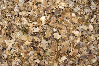 Texture of /terrain/leaf-terrain/leaf-terrain_0021_08