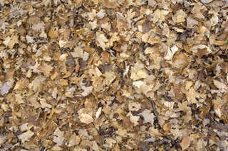 Texture of /terrain/leaf-terrain/leaf-terrain_0021_10