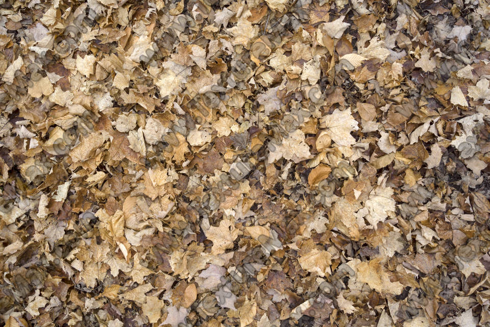 Texture of /terrain/leaf-terrain/leaf-terrain_0021_11