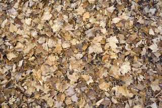 Texture of /terrain/leaf-terrain/leaf-terrain_0021_11