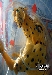 Henkei Classics - C-12 Cheetor / Cheetas