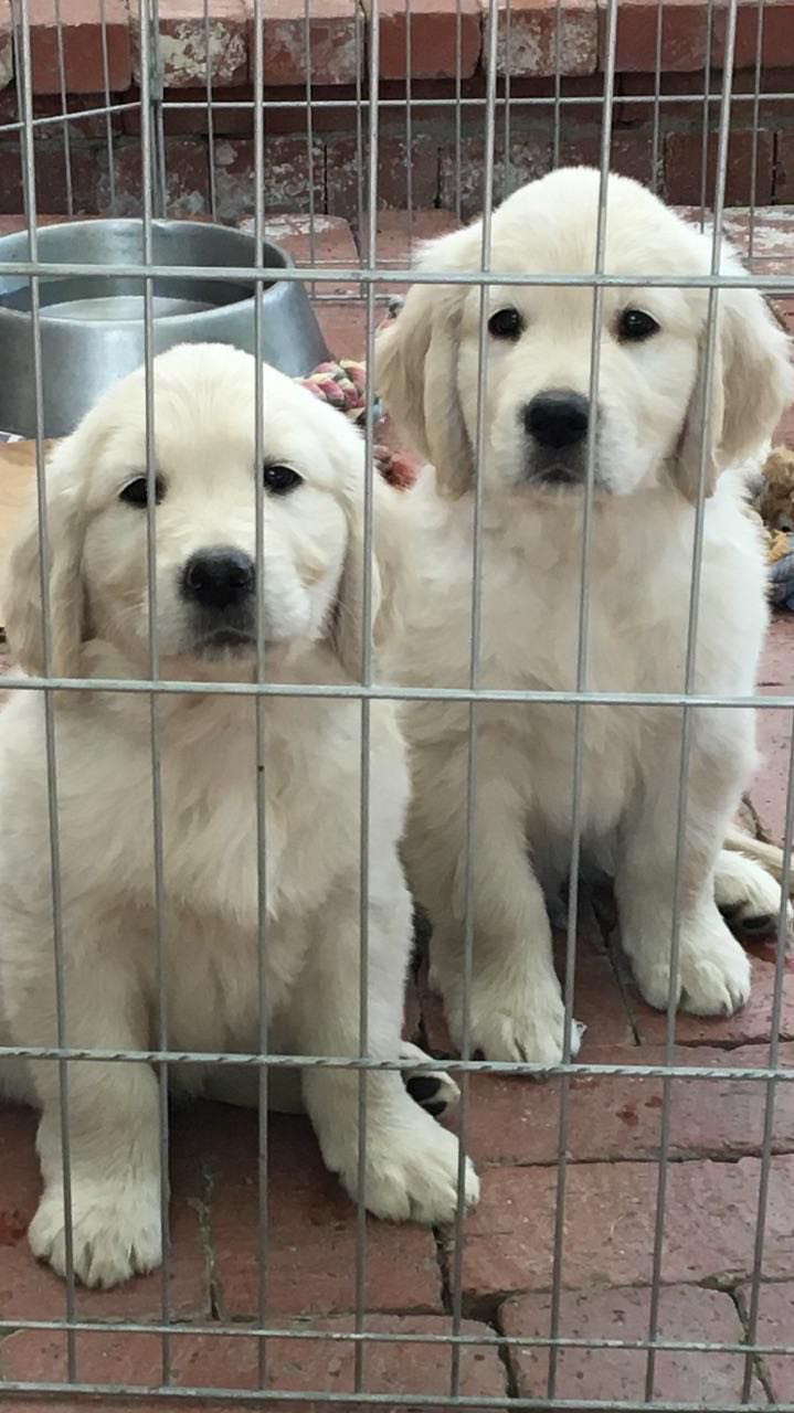 susanne_schurman@hotmail.com