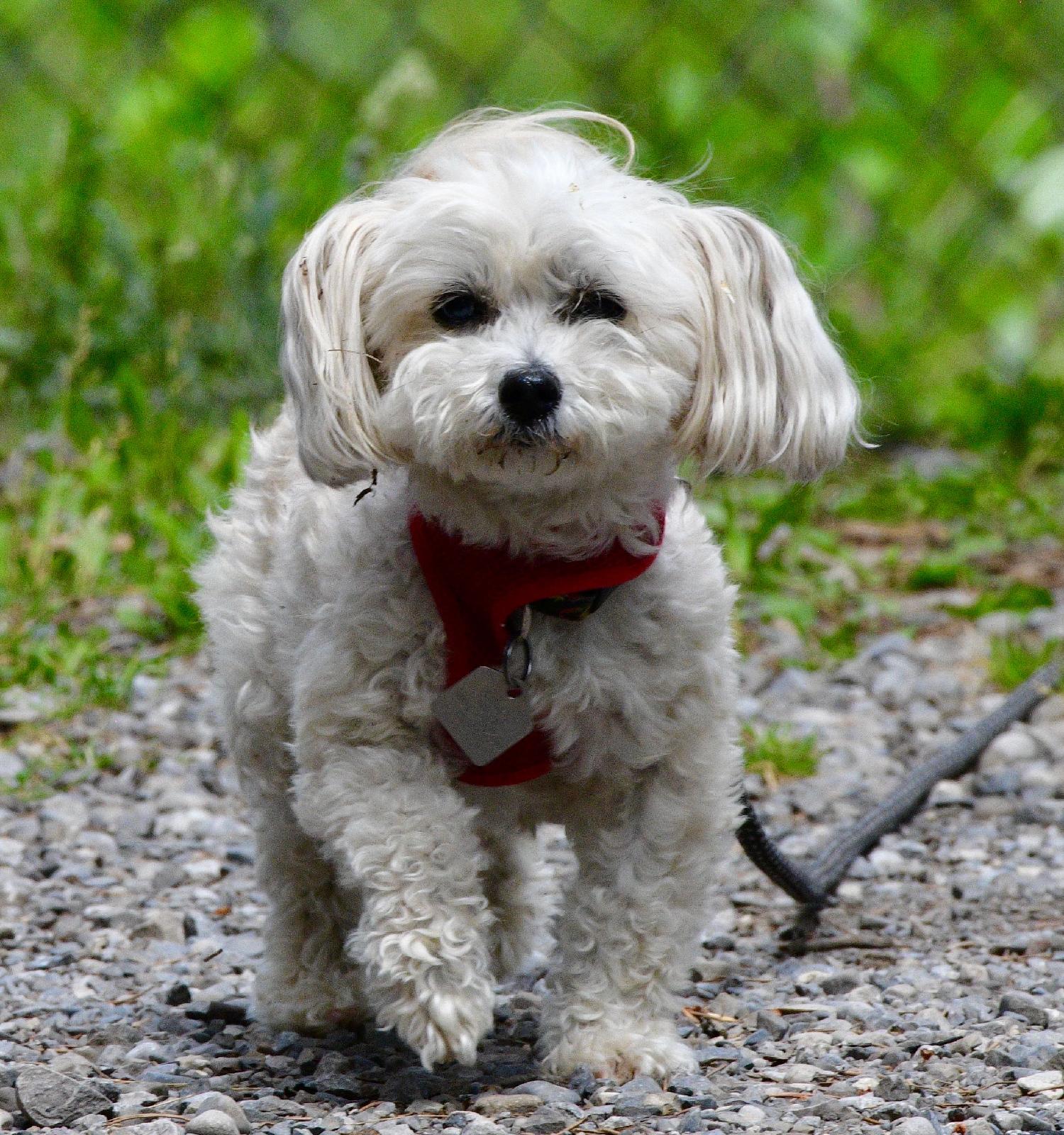 tbdgcooper@gmail.com