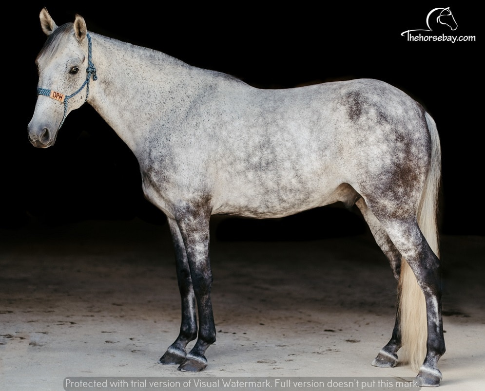 Grey | Thehorsebay.com, image size:995x803