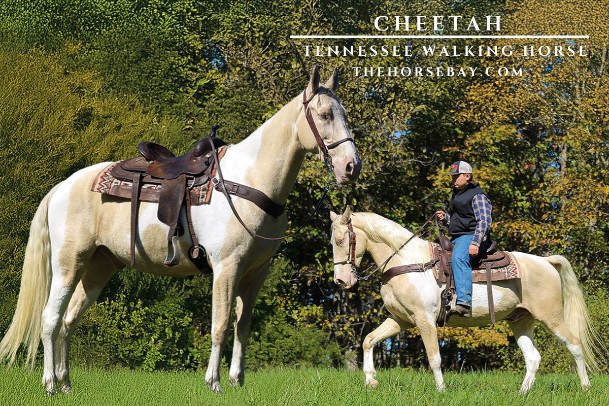 Tennessee Walking Horses For Sale | Thehorsebay.com
