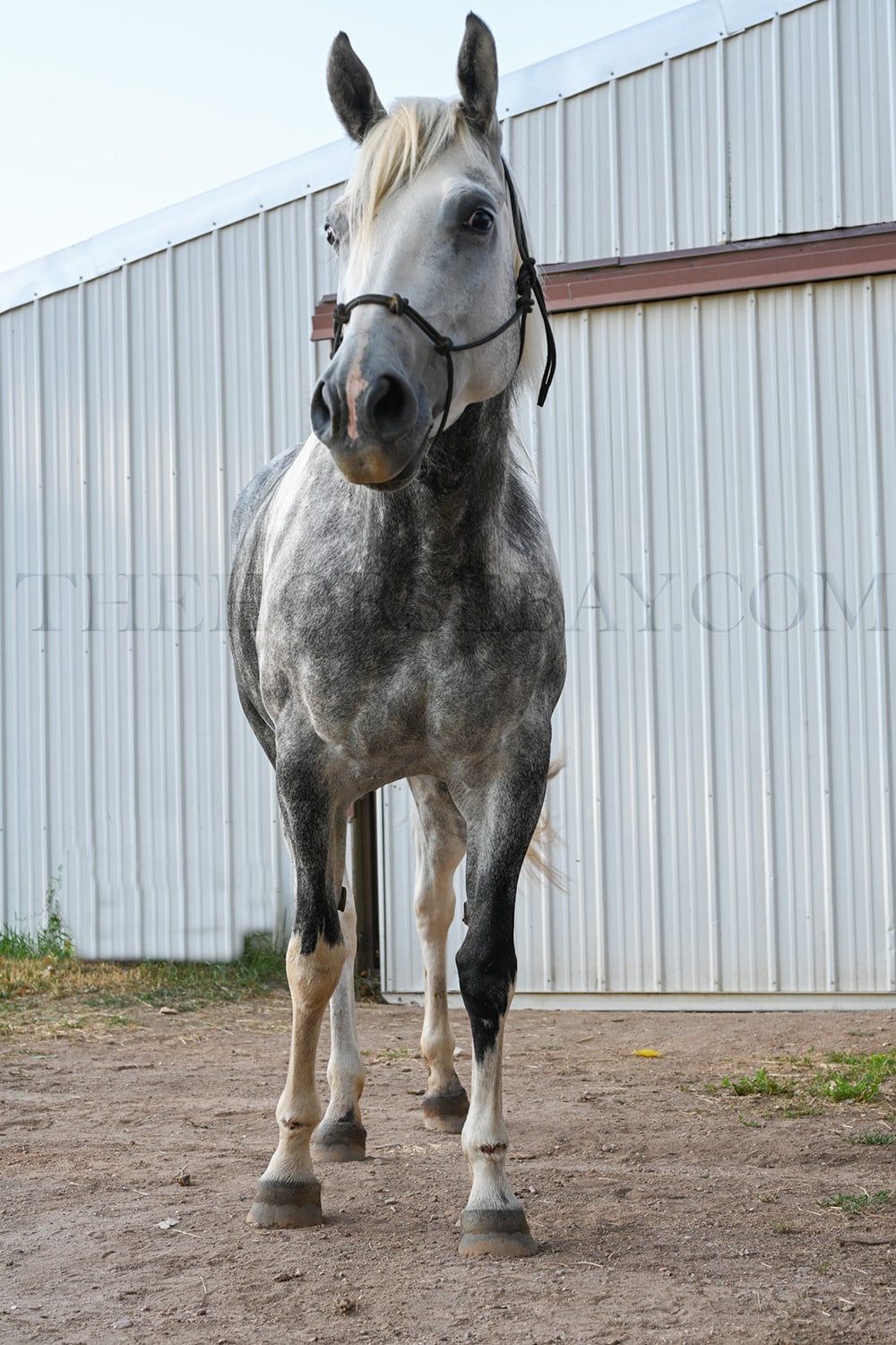 Austin | Percheron x Quarter Horse Mare | Thehorsebay.com, image size:1000x1500