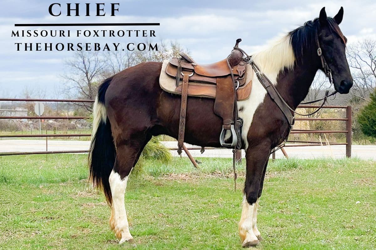 Chief | Thehorsebay.com