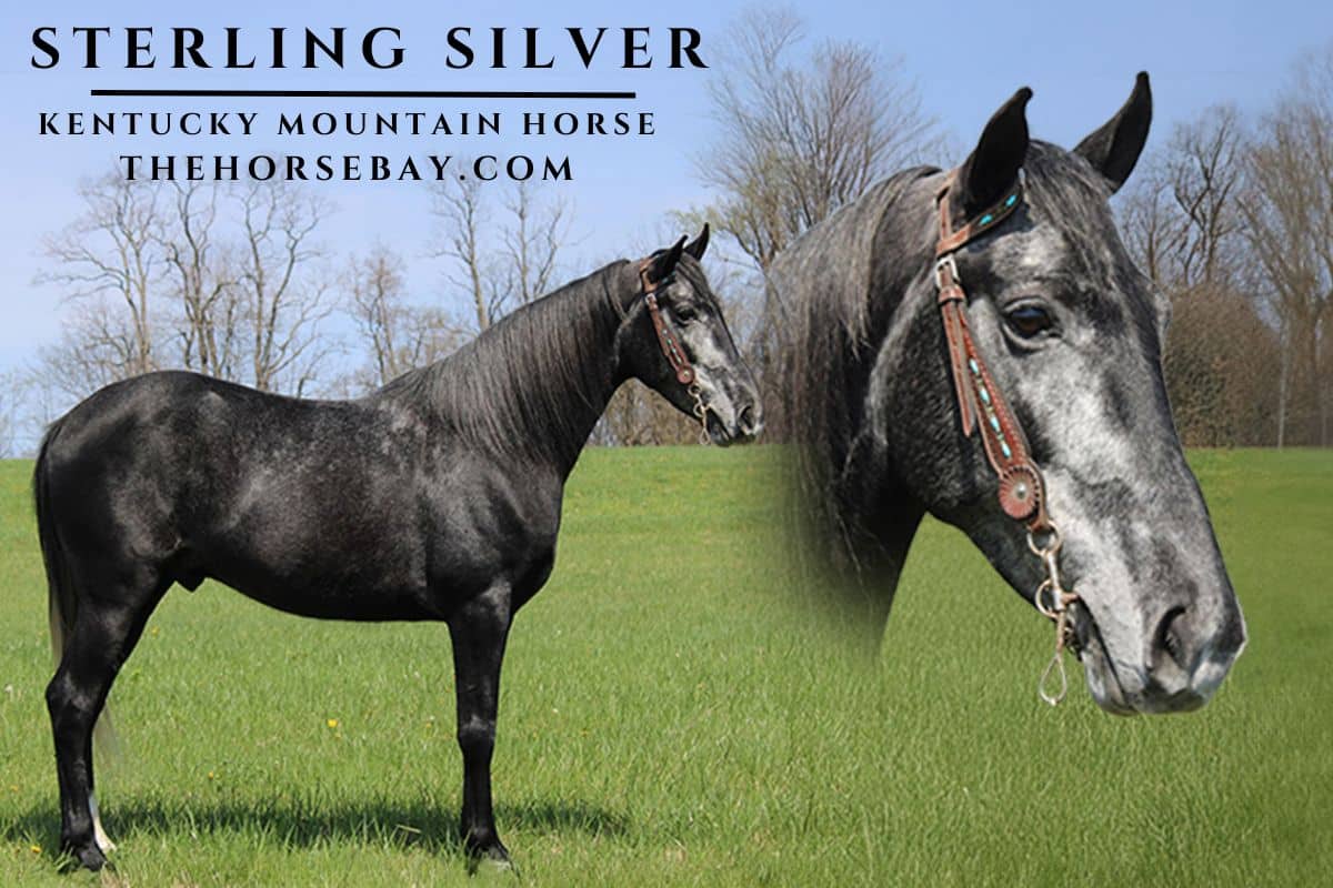 Dillon Asher Archives - Thehorsebay.com, image size:1200x800