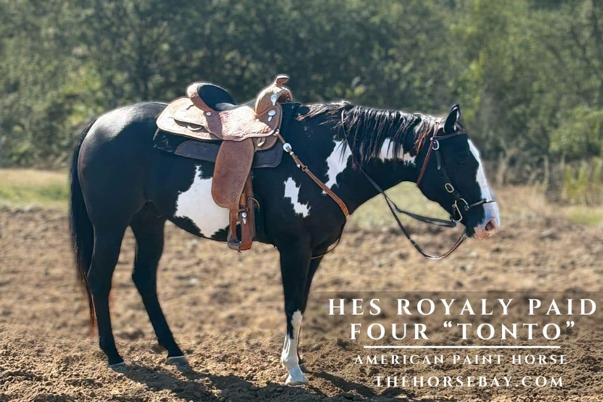 HES ROYALY PAID FOUR "Tonto"