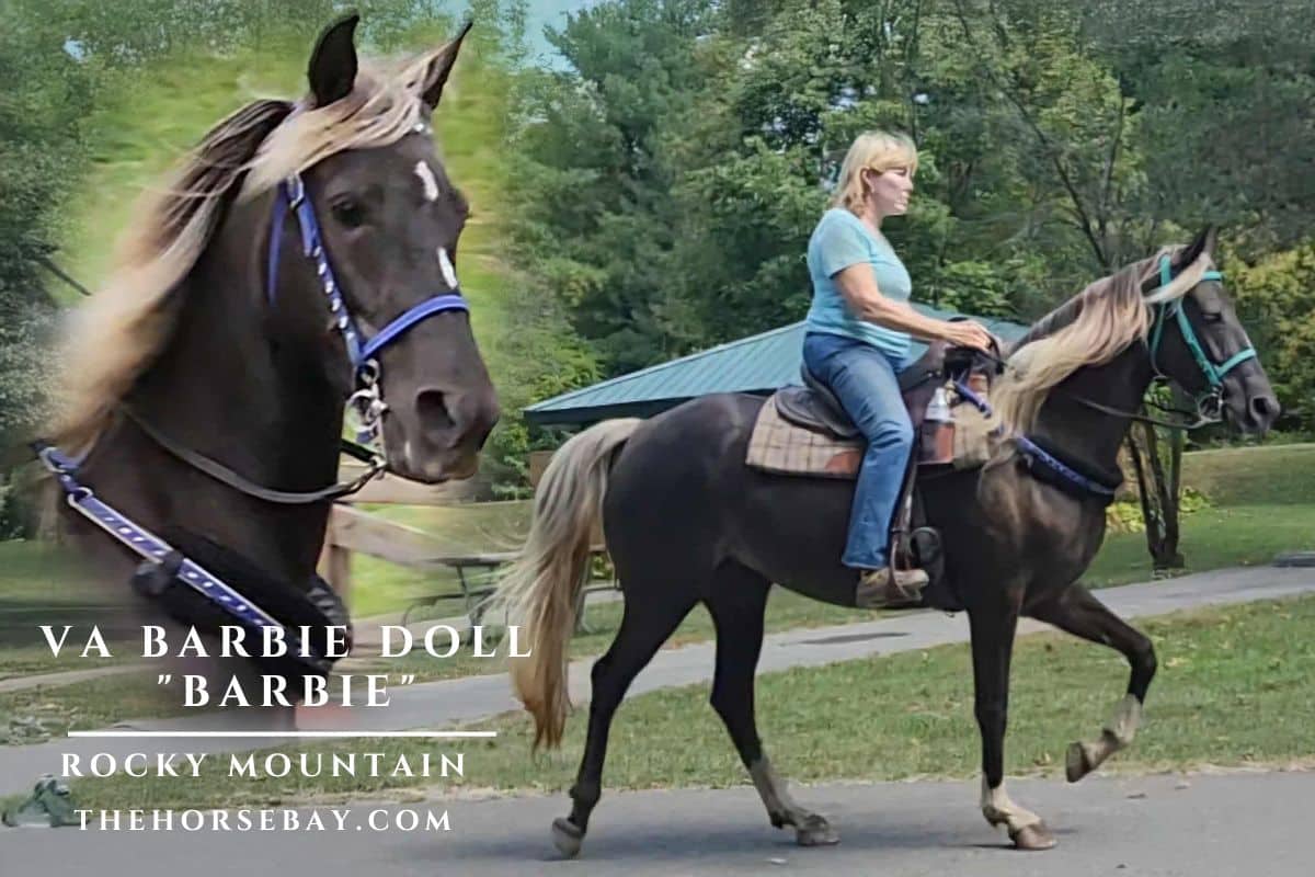 VA Barbie Doll "Barbie"
