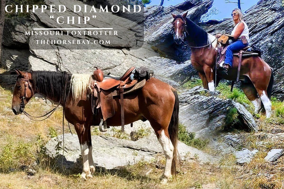 Chipped Diamond "Chip"