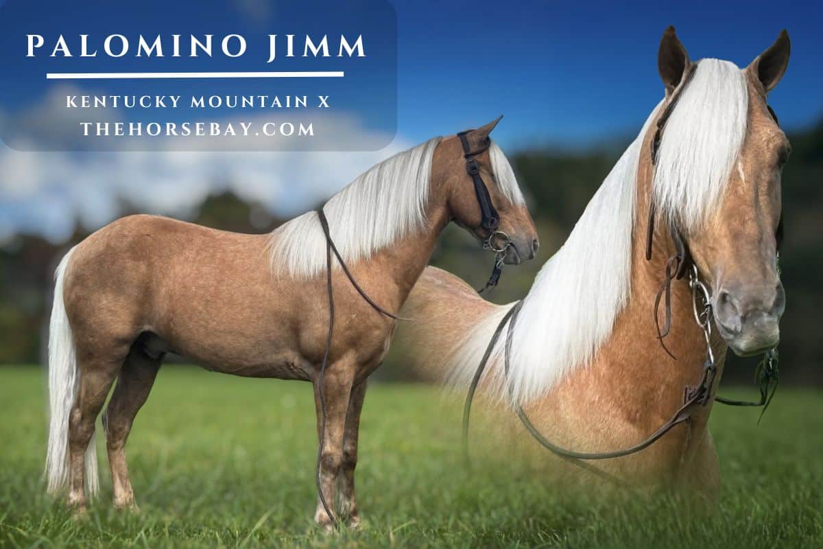 Palomino Jimm