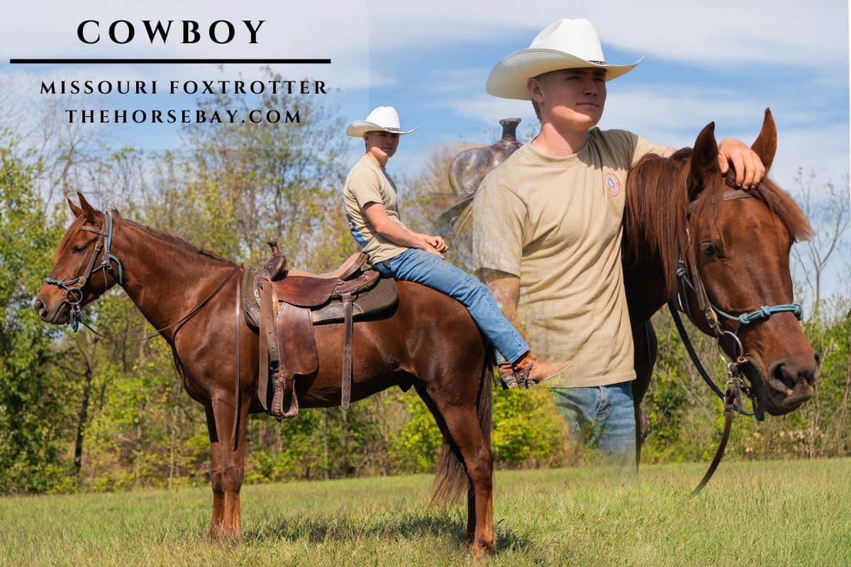 Ha Cowboy Up "Cowboy"