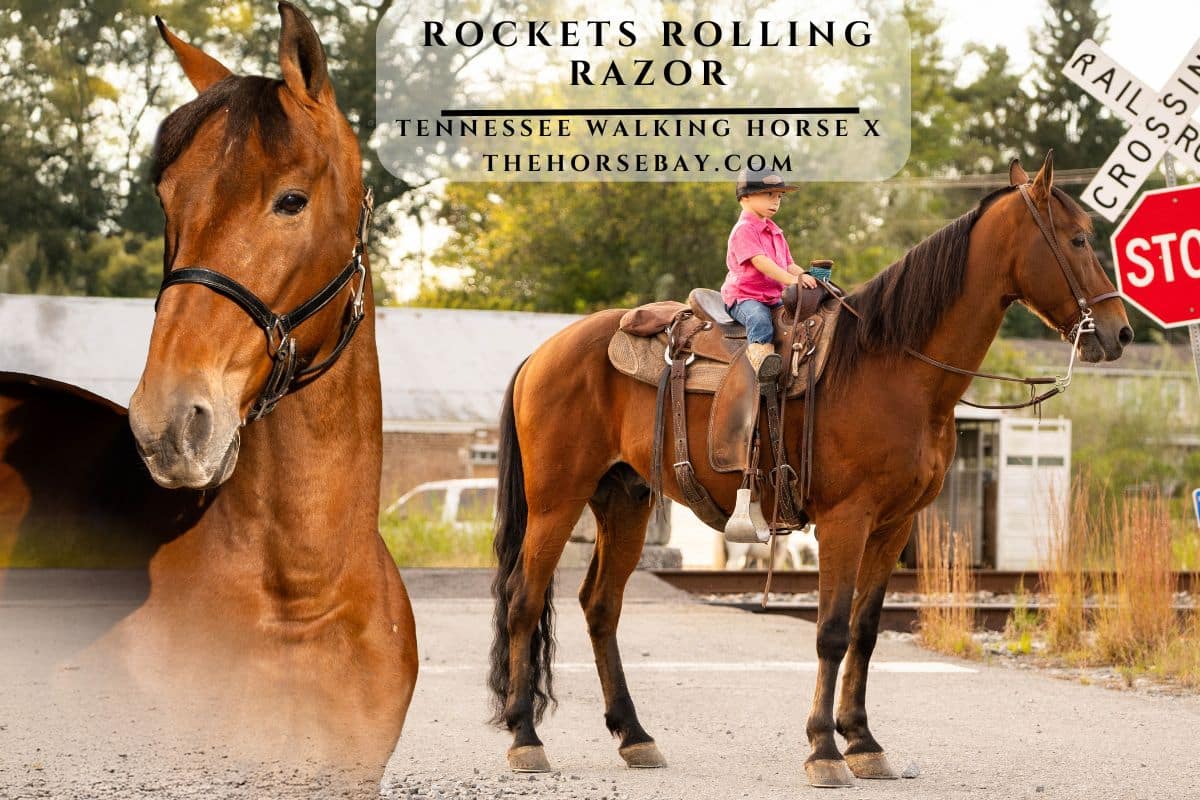 Rockets Rolling Razor