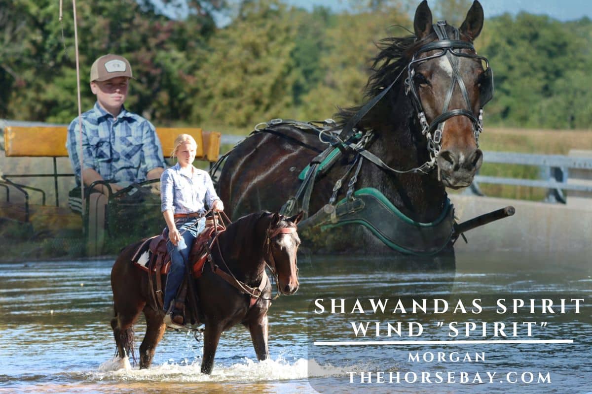 Shawandas Spirit Wind "Spirit"