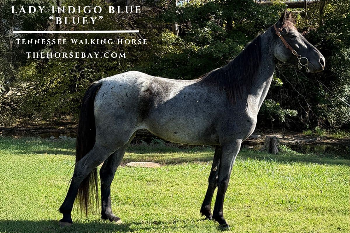 Lady Indigo Blue “Bluey”