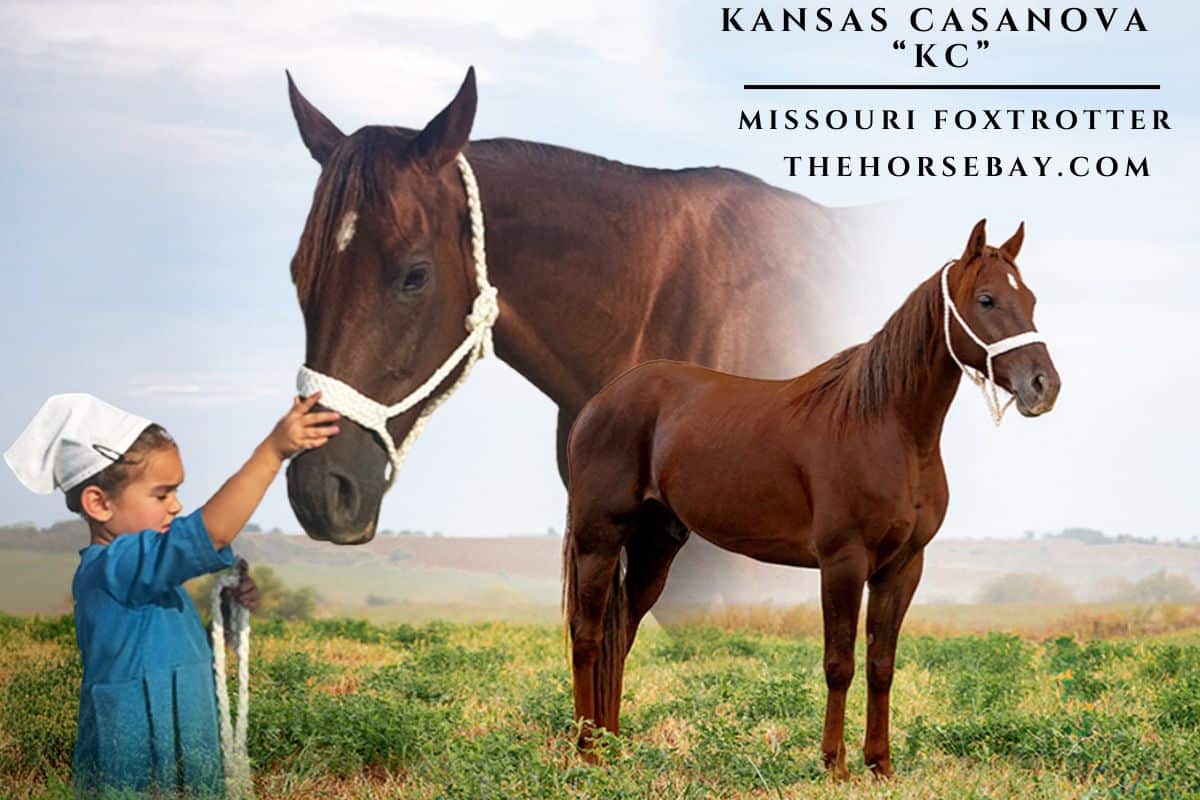 Kansas Casanova "KC"