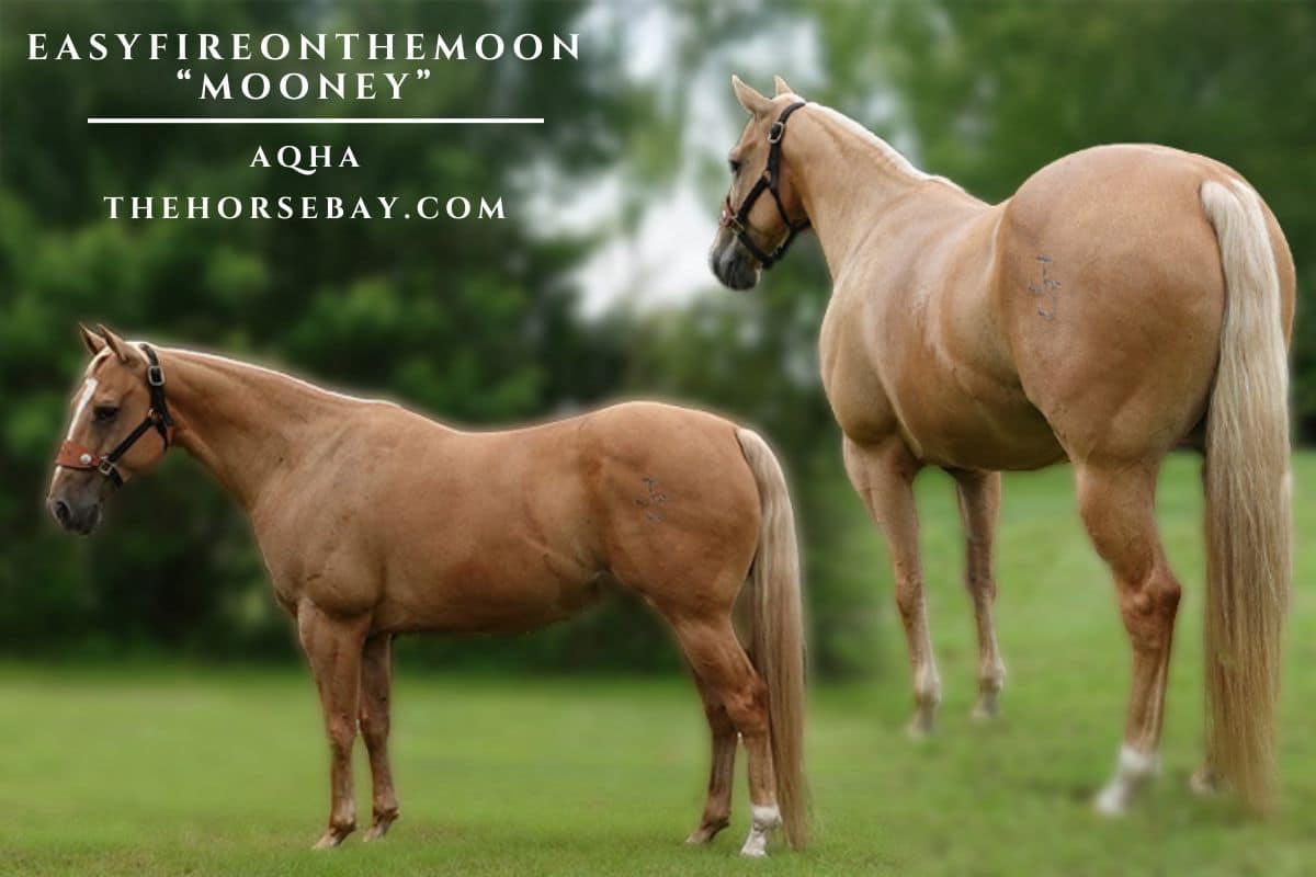 EASYFIREONTHEMOON "Mooney"