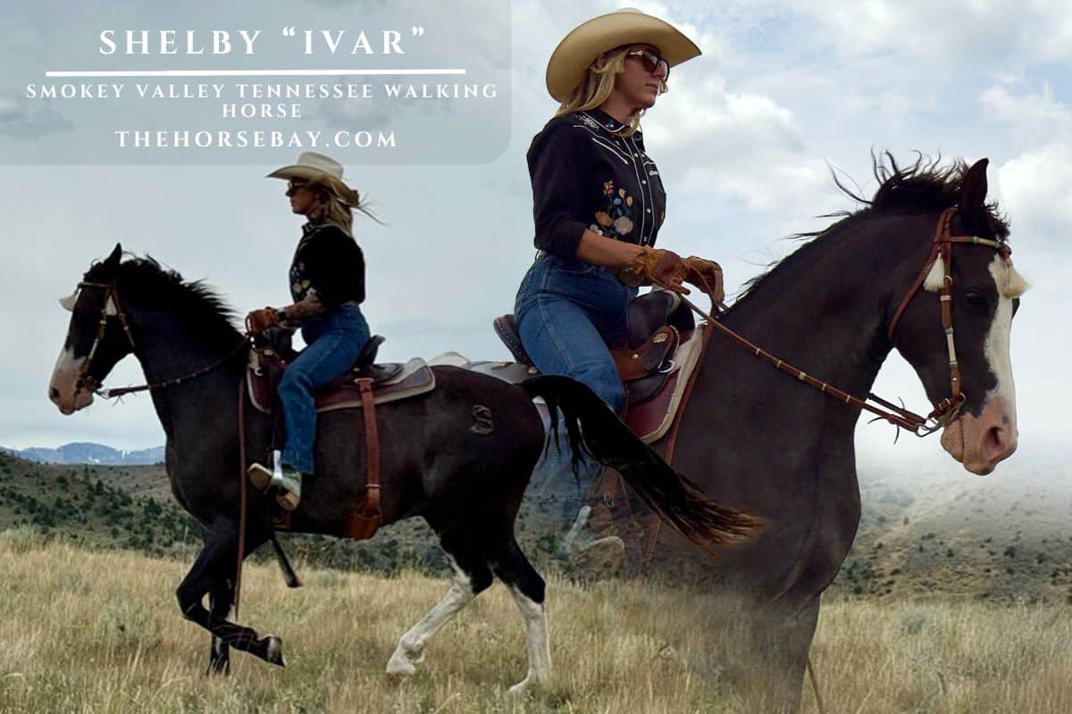 Batman | Tennessee Walking Horse Gelding | Thehorsebay.com