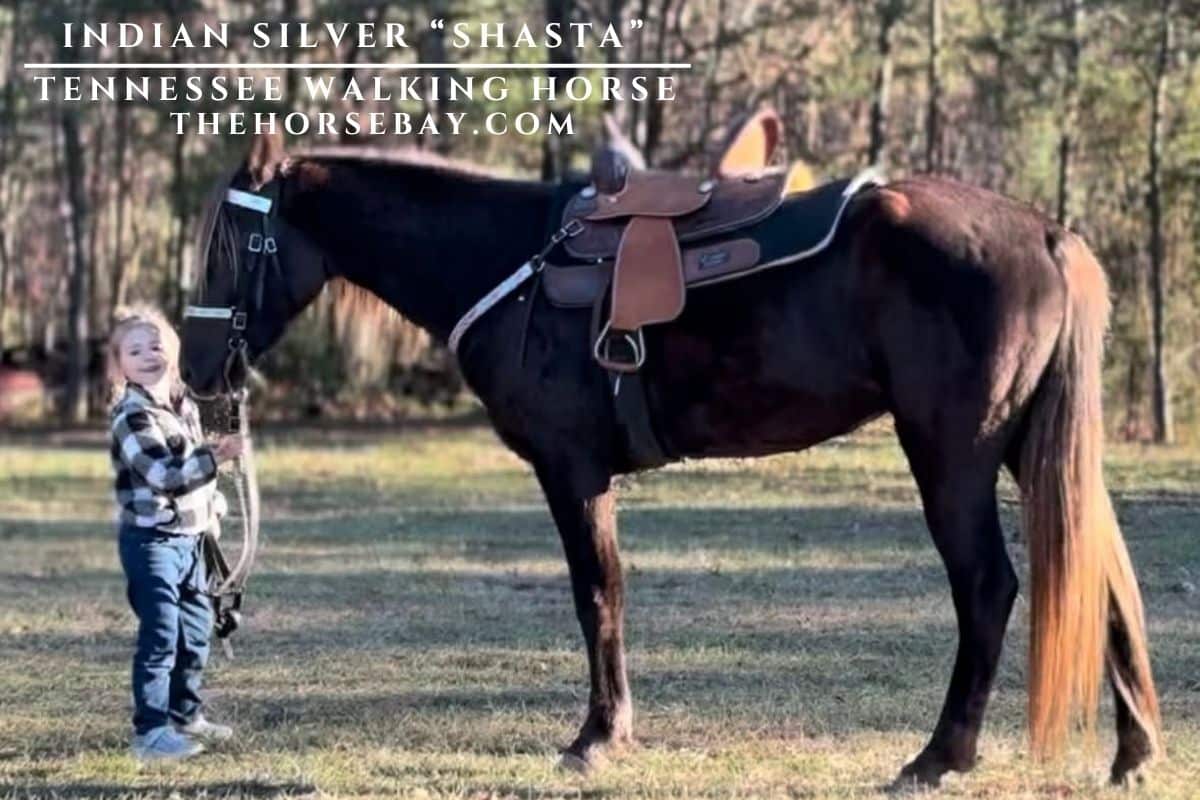 Indian Silver "Shasta"