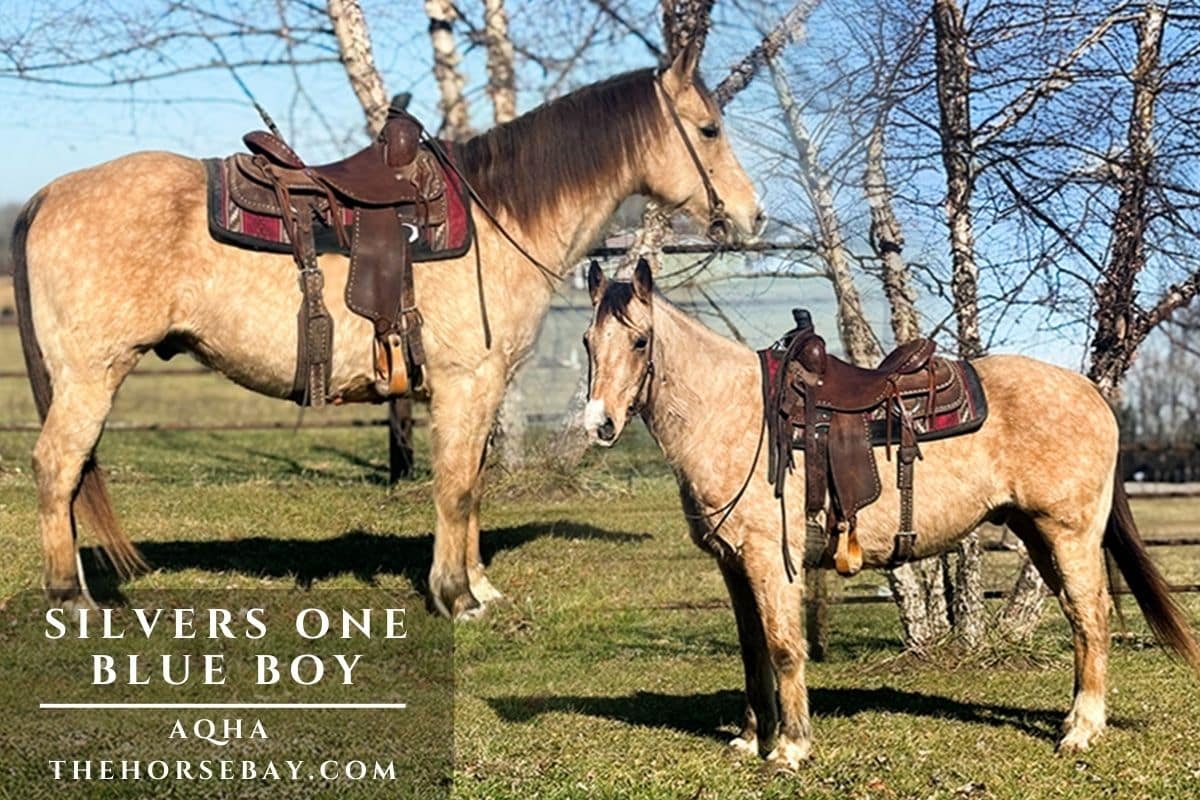 Silvers One Blue Boy