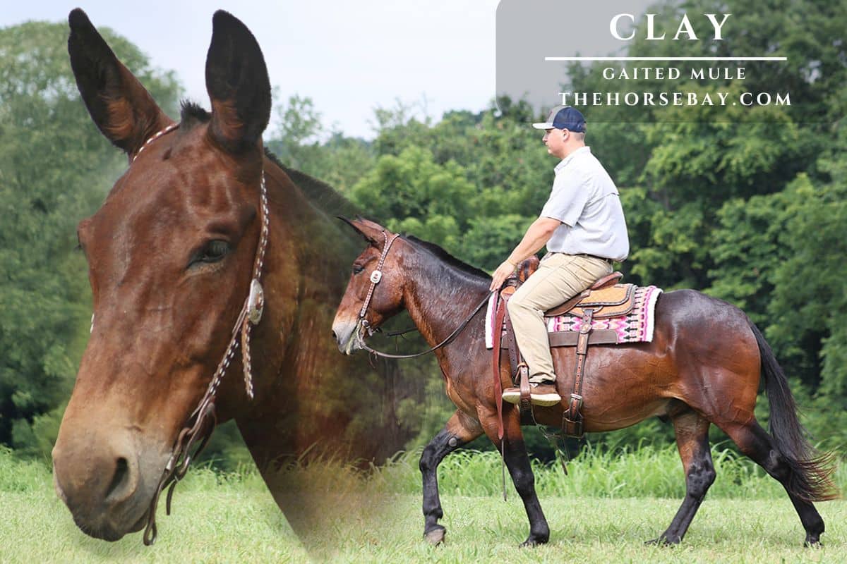 Smiths Jubileesmagicblaze 