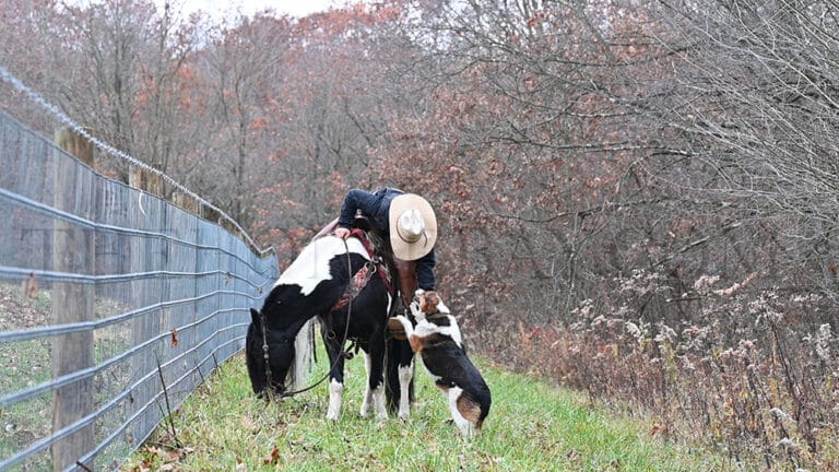 Cactus | Thehorsebay.com