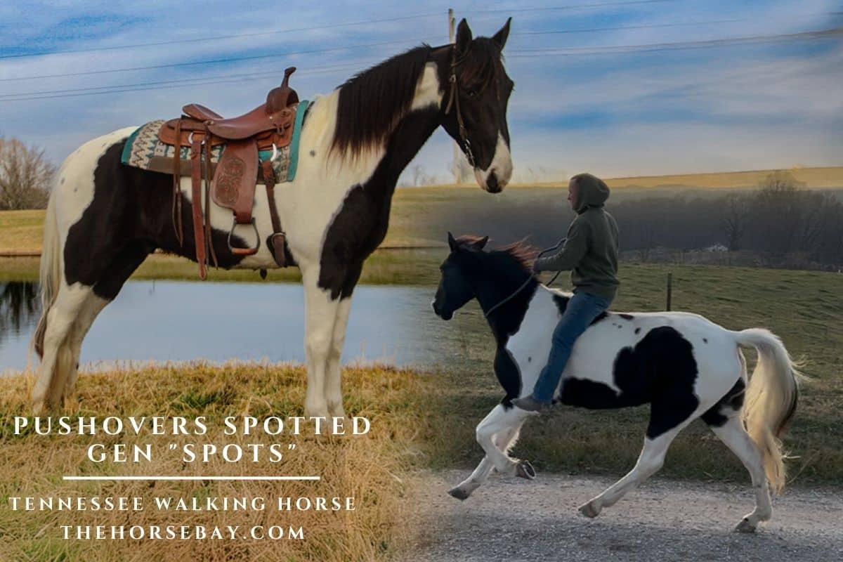 PUSHOVERS SPOTTED GEN "Spots"