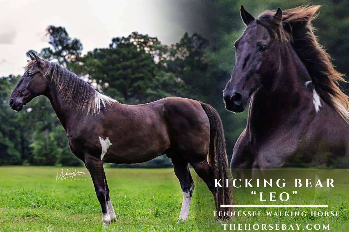 Kicking Bear “Leo”