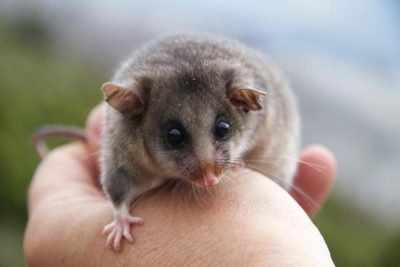 Geneticists weave possum magic to bring a species back from the brink