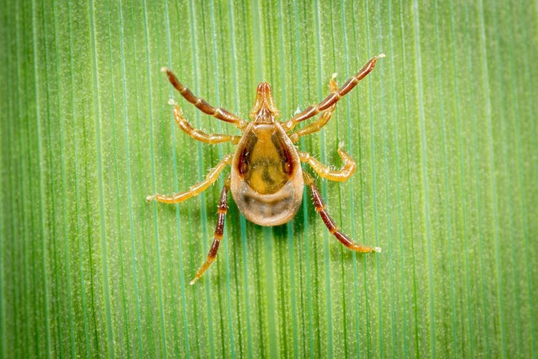 Lyme disease in Australia? One tiny tick, one huge controversy The