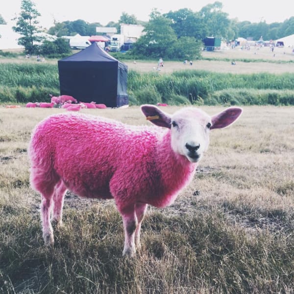 Sheep