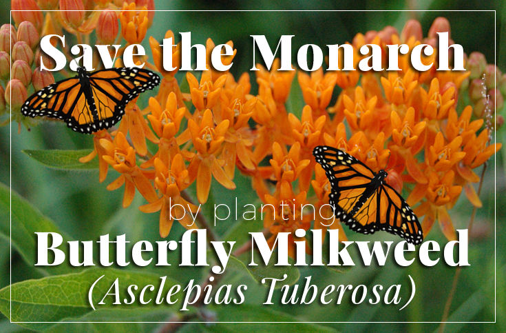 save the monarch butterflies