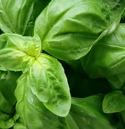 Basil
