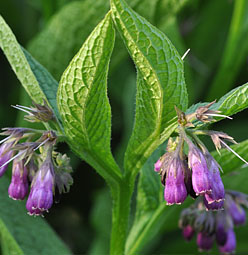 Comfrey Common