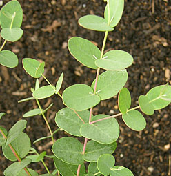 Eucalyptus Silver Drop