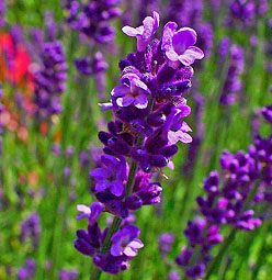 Lavender Munstead