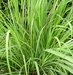 Lemongrass