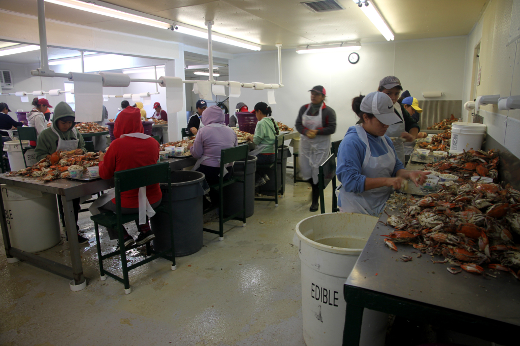 Maryland crab pickers