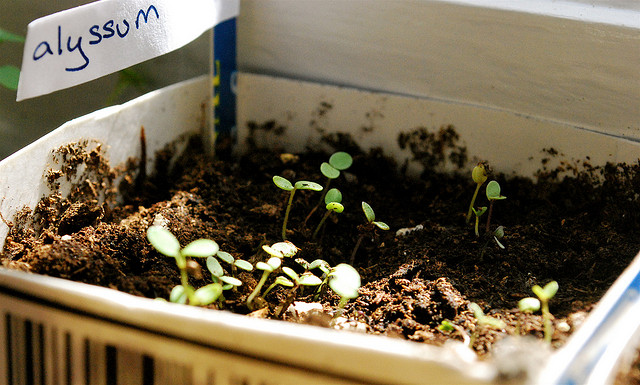 Alyssum growing in a milk carton on a windowsill in Washington, D.C.