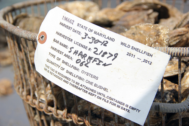 A bushel of oysters with a tag from the 2012 season's last day of oystering.