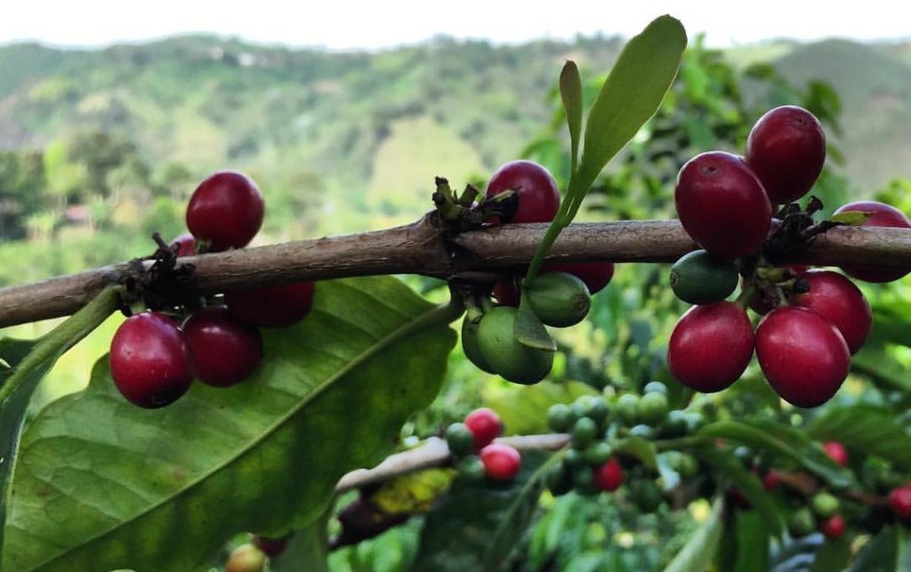 
The Tabi varietal of coffee cherry overlooking the mountains on Finca El Ocaso.