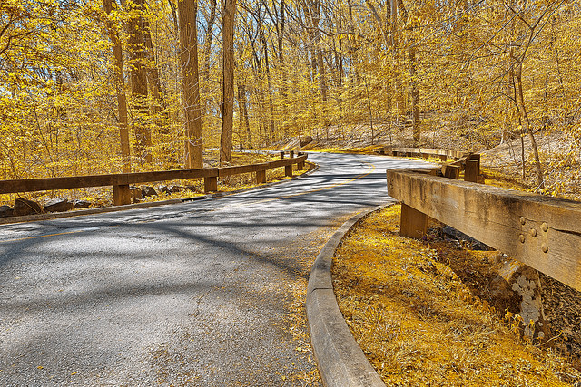 A autumn scene from Rock Creek Park.