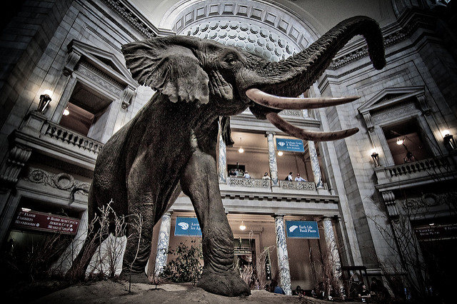 Elephant model at the Smithsonian National History Museum.