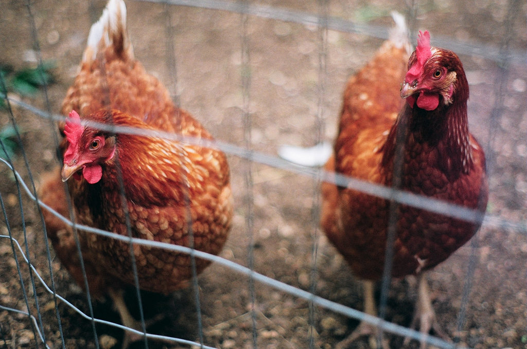 Keeping chickens has become an issue in Washington D.C..